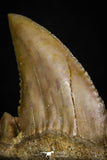 05355 - Nicely Preserved 1.29 Inch Serrated Palaeocarcharodon orientalis (Pygmy white Shark) Tooth