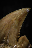 05355 - Nicely Preserved 1.29 Inch Serrated Palaeocarcharodon orientalis (Pygmy white Shark) Tooth