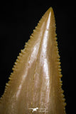 05358 - Nicely Preserved 1.28 Inch Serrated Palaeocarcharodon orientalis (Pygmy white Shark) Tooth