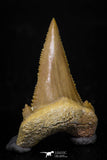 05358 - Nicely Preserved 1.28 Inch Serrated Palaeocarcharodon orientalis (Pygmy white Shark) Tooth