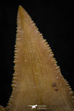05358 - Nicely Preserved 1.28 Inch Serrated Palaeocarcharodon orientalis (Pygmy white Shark) Tooth
