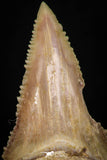 05361 - Nicely Preserved 1.59 Inch Serrated Palaeocarcharodon orientalis (Pygmy white Shark) Tooth