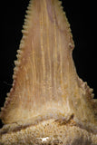 05361 - Nicely Preserved 1.59 Inch Serrated Palaeocarcharodon orientalis (Pygmy white Shark) Tooth