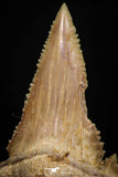 05361 - Nicely Preserved 1.59 Inch Serrated Palaeocarcharodon orientalis (Pygmy white Shark) Tooth