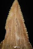 05361 - Nicely Preserved 1.59 Inch Serrated Palaeocarcharodon orientalis (Pygmy white Shark) Tooth