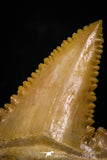 05362 - Nicely Preserved 1.22 Inch Serrated Palaeocarcharodon orientalis (Pygmy white Shark) Tooth
