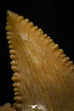 05362 - Nicely Preserved 1.22 Inch Serrated Palaeocarcharodon orientalis (Pygmy white Shark) Tooth