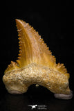 05363 - Nicely Preserved 1.19 Inch Serrated Palaeocarcharodon orientalis (Pygmy white Shark) Tooth