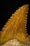 05363 - Nicely Preserved 1.19 Inch Serrated Palaeocarcharodon orientalis (Pygmy white Shark) Tooth
