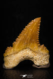 05363 - Nicely Preserved 1.19 Inch Serrated Palaeocarcharodon orientalis (Pygmy white Shark) Tooth