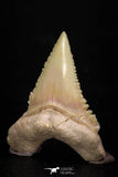 05364 - Nicely Preserved 1.42 Inch Serrated Palaeocarcharodon orientalis (Pygmy white Shark) Tooth