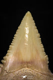 05364 - Nicely Preserved 1.42 Inch Serrated Palaeocarcharodon orientalis (Pygmy white Shark) Tooth