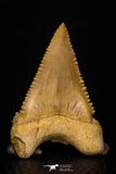 05366 - Nicely Preserved 1.48 Inch Serrated Palaeocarcharodon orientalis (Pygmy white Shark) Tooth