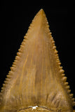 05366 - Nicely Preserved 1.48 Inch Serrated Palaeocarcharodon orientalis (Pygmy white Shark) Tooth