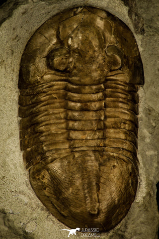 30027 - Huge Asaphus bottnicus Middle Ordovician Trilobite Russia