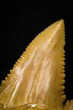 05367 - Nicely Preserved 1.29 Inch Serrated Palaeocarcharodon orientalis (Pygmy white Shark) Tooth