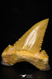 05367 - Nicely Preserved 1.29 Inch Serrated Palaeocarcharodon orientalis (Pygmy white Shark) Tooth