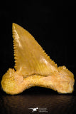 05367 - Nicely Preserved 1.29 Inch Serrated Palaeocarcharodon orientalis (Pygmy white Shark) Tooth