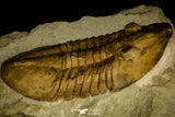 30027 - Huge Asaphus bottnicus Middle Ordovician Trilobite Russia