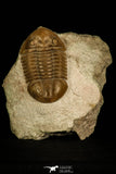 30029 - Nicely Preserved Asaphus expansus Middle Ordovician Trilobite Russia