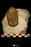 30029 - Nicely Preserved Asaphus expansus Middle Ordovician Trilobite Russia