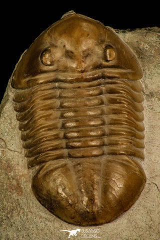 30029 - Nicely Preserved Asaphus expansus Middle Ordovician Trilobite Russia