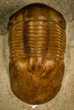 30030 - Finest Grade Illaenus atavus Middle Ordovician Trilobite Russia