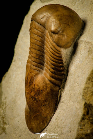 30030 - Finest Grade Illaenus atavus Middle Ordovician Trilobite Russia