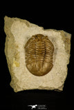 30032 - Beautiful Asaphus kutlukovi Middle Ordovician Trilobite Russia