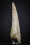 07006 - Top Rare 2.67 Inch Spinosaurus Dinosaur Toe Claw Cretaceous KemKem