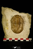 30032 - Beautiful Asaphus kutlukovi Middle Ordovician Trilobite Russia