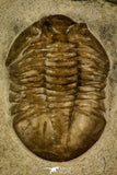30032 - Beautiful Asaphus kutlukovi Middle Ordovician Trilobite Russia