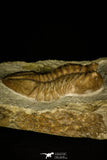 30032 - Beautiful Asaphus kutlukovi Middle Ordovician Trilobite Russia
