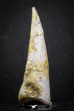 07007 - Top Rare 1.95 Inch Spinosaurus Dinosaur Toe Claw Cretaceous KemKem