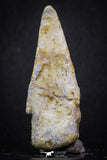 07007 - Top Rare 1.95 Inch Spinosaurus Dinosaur Toe Claw Cretaceous KemKem