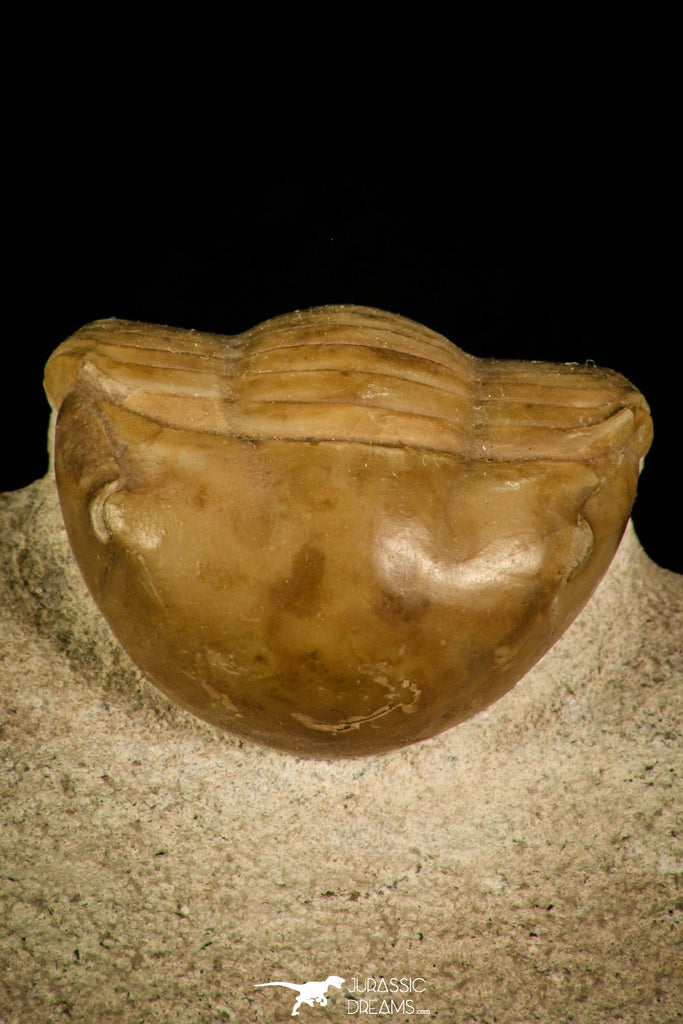 30033 - Finest Grade Rare Dysplanus centrotus Lower Ordovician Trilobite Russia