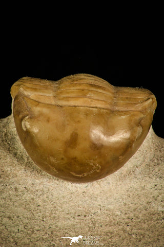 30033 - Finest Grade Rare Dysplanus centrotus Lower Ordovician Trilobite Russia