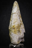 07007 - Top Rare 1.95 Inch Spinosaurus Dinosaur Toe Claw Cretaceous KemKem