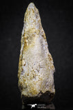 07008 - Top Rare 2.07 Inch Spinosaurus Dinosaur Toe Claw Cretaceous KemKem