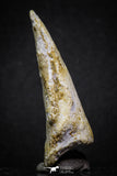 07008 - Top Rare 2.07 Inch Spinosaurus Dinosaur Toe Claw Cretaceous KemKem