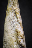 07008 - Top Rare 2.07 Inch Spinosaurus Dinosaur Toe Claw Cretaceous KemKem