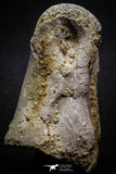 07009 - Top Rare 3.08 Inch Spinosaurus Dinosaur Foot Phalanx Bone Cretaceous KemKem
