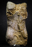 07009 - Top Rare 3.08 Inch Spinosaurus Dinosaur Foot Phalanx Bone Cretaceous KemKem