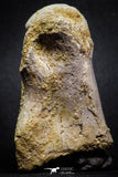 07009 - Top Rare 3.08 Inch Spinosaurus Dinosaur Foot Phalanx Bone Cretaceous KemKem
