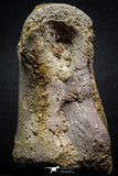 07009 - Top Rare 3.08 Inch Spinosaurus Dinosaur Foot Phalanx Bone Cretaceous KemKem