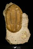 30037 - Finest Quality Asaphus lepidurus Lower Ordovician Trilobite Russia