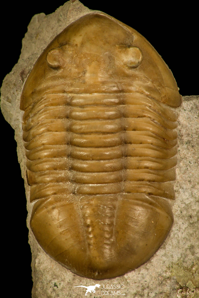 30037 - Finest Quality Asaphus lepidurus Lower Ordovician Trilobite Russia