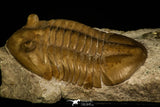 30037 - Finest Quality Asaphus lepidurus Lower Ordovician Trilobite Russia