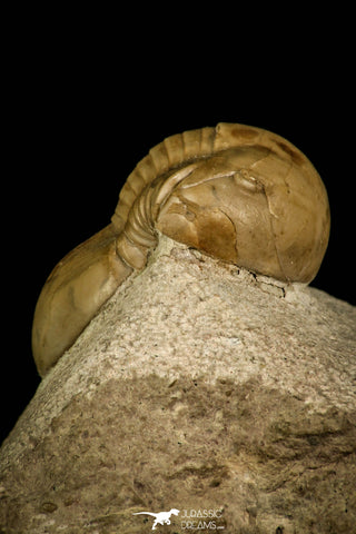 30041 - Finest Grade Rare Dysplanus centrotus Lower Ordovician Trilobite Russia