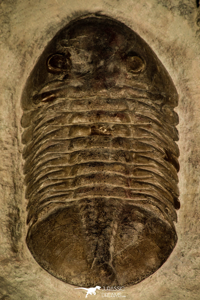 30044 - Beautiful Asaphus raniceps Middle Ordovician Trilobite Russia